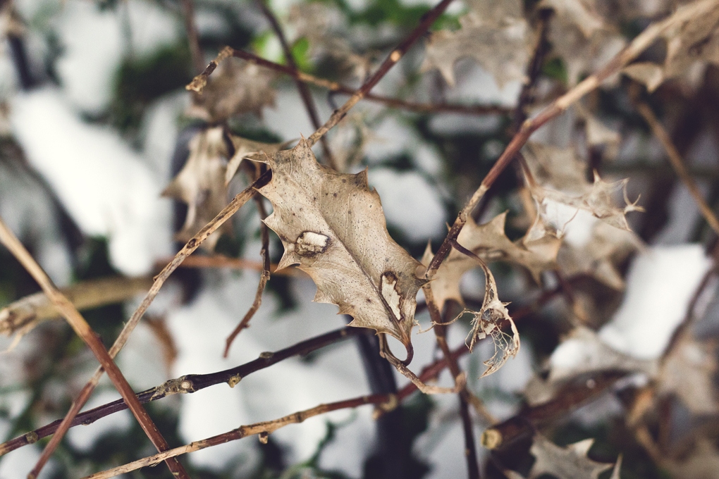 brown leaves