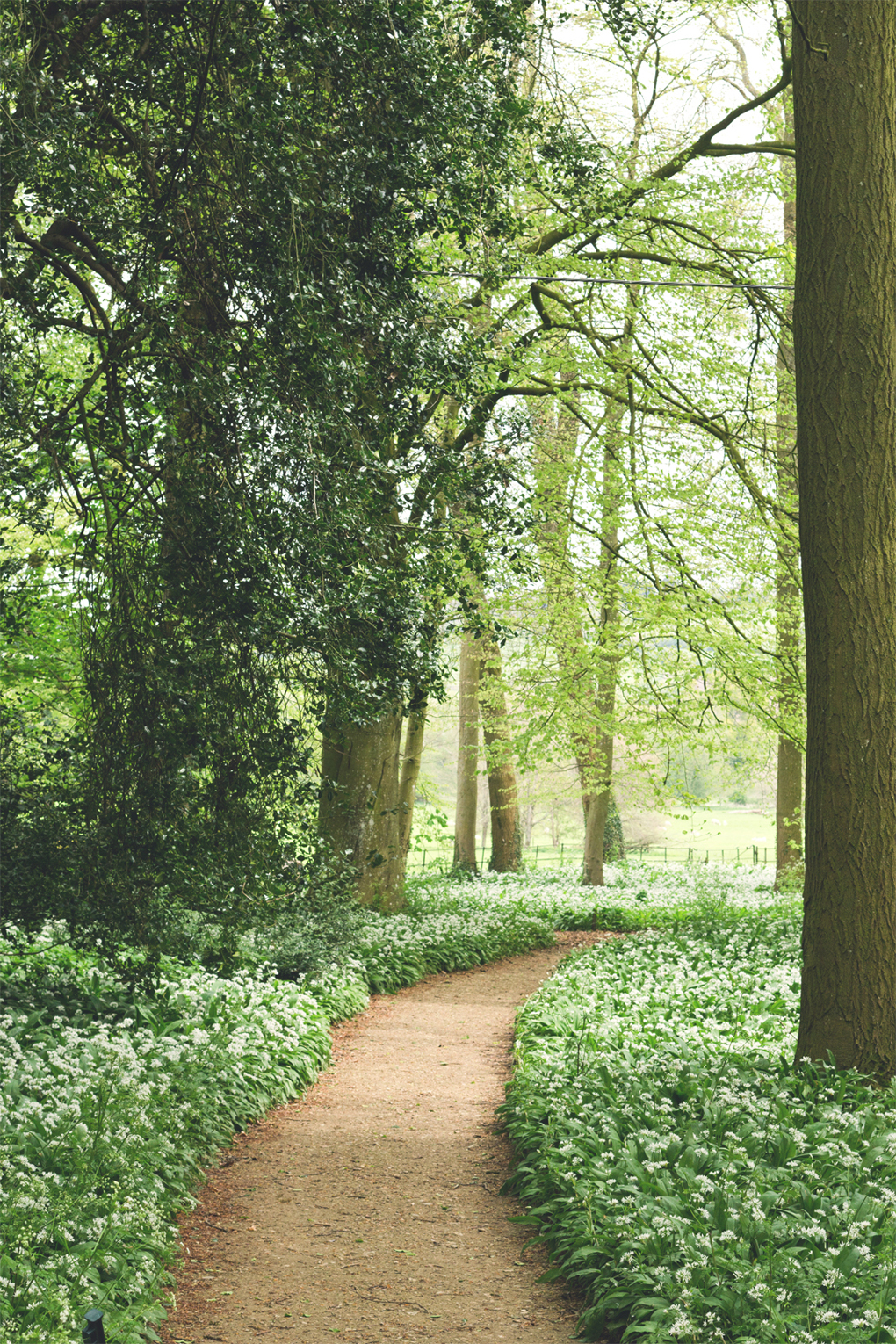 path in the woods in the sun