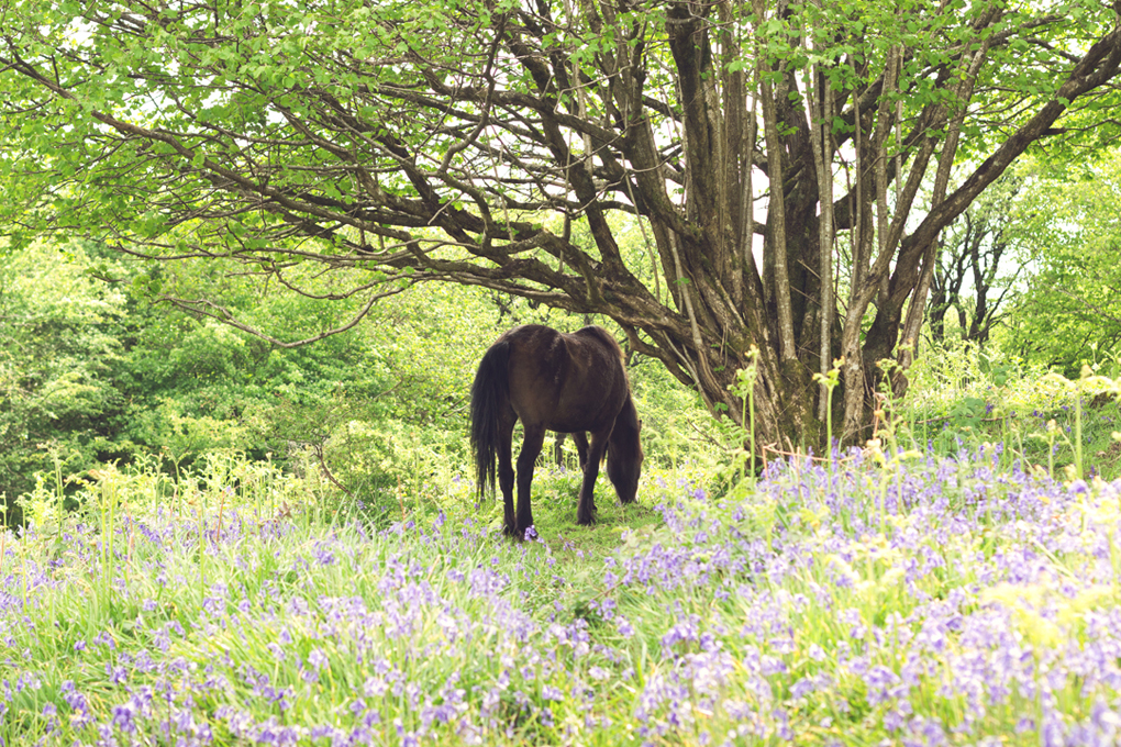 horse near bluebells in a wood