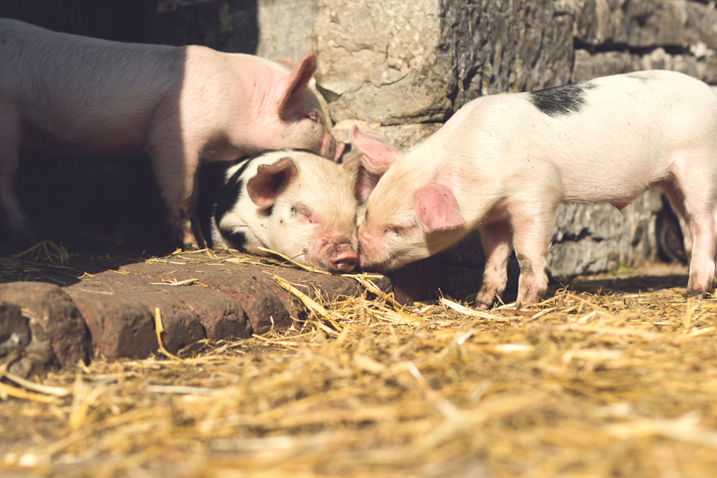 Cute piglets revelling in the sun on a Peak District farm near Tissington.