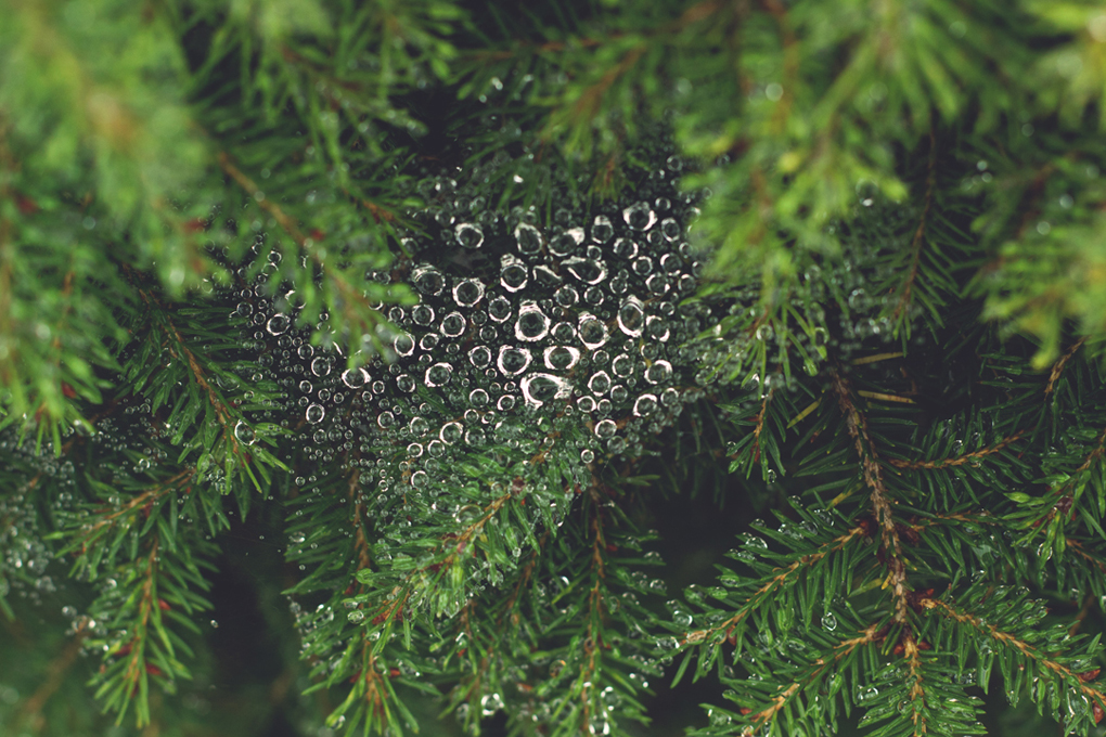 Dew droplets resting on a spider's web