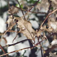 brown leaves