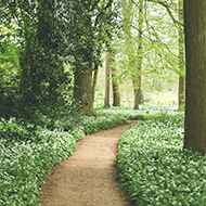 path in the woods in the sun