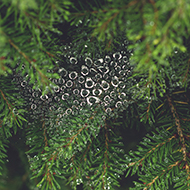 Dew droplets resting on a spider's web