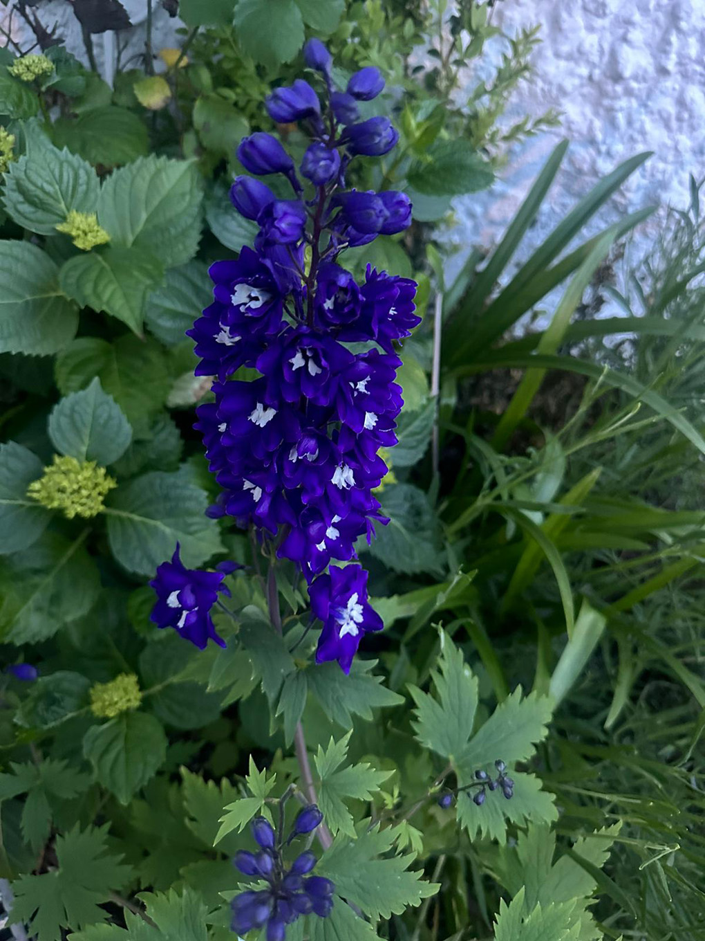 Purple / blue flower