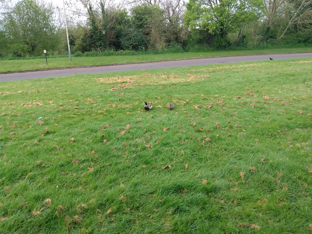 Ducks on recently cut grass approach the camera.