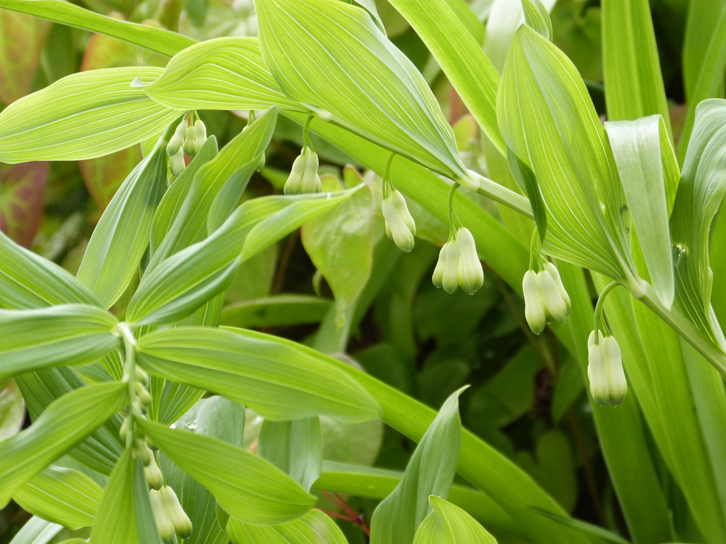This plant looks well in late April with its green-tipped white pendulous flowers and delicate green leaves. It grows every year despite the attention of the Solomon's seal sawfly larvae, which reduce the plant to a skeleton by the end of June.