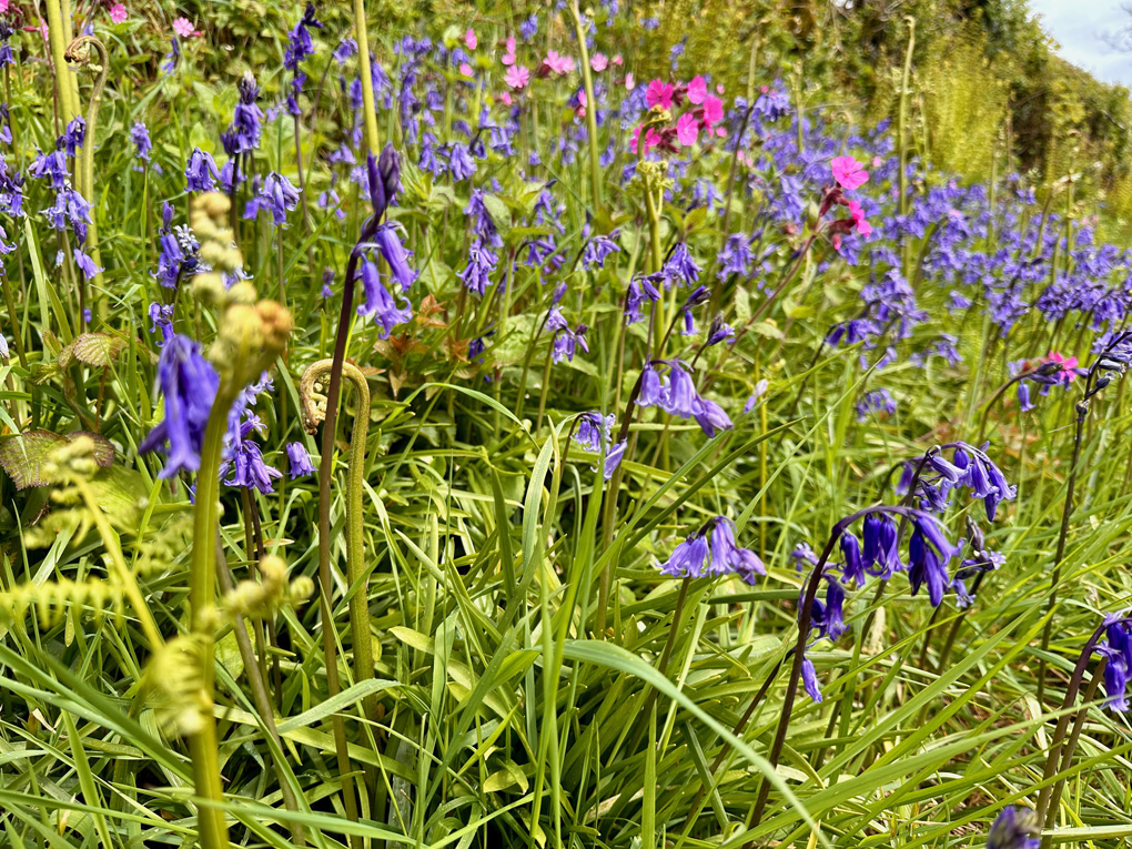 Verge of wildflowers comprising mostly of native bluebells