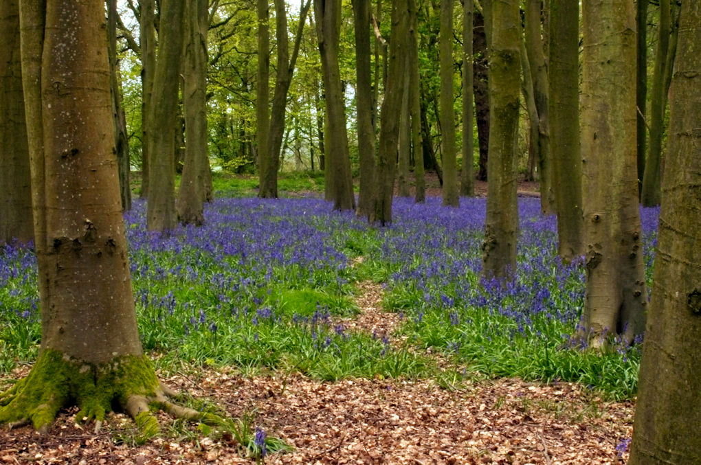 A view between trees of a bluebell carpet.