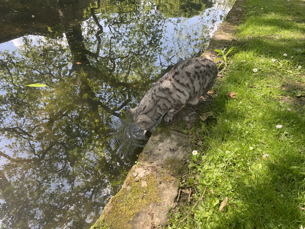 Cat drinking from moat