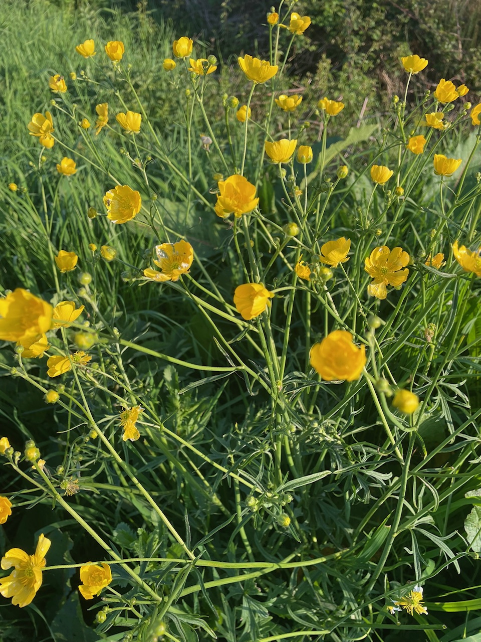 Green background of longer grass, with yellow buttercups