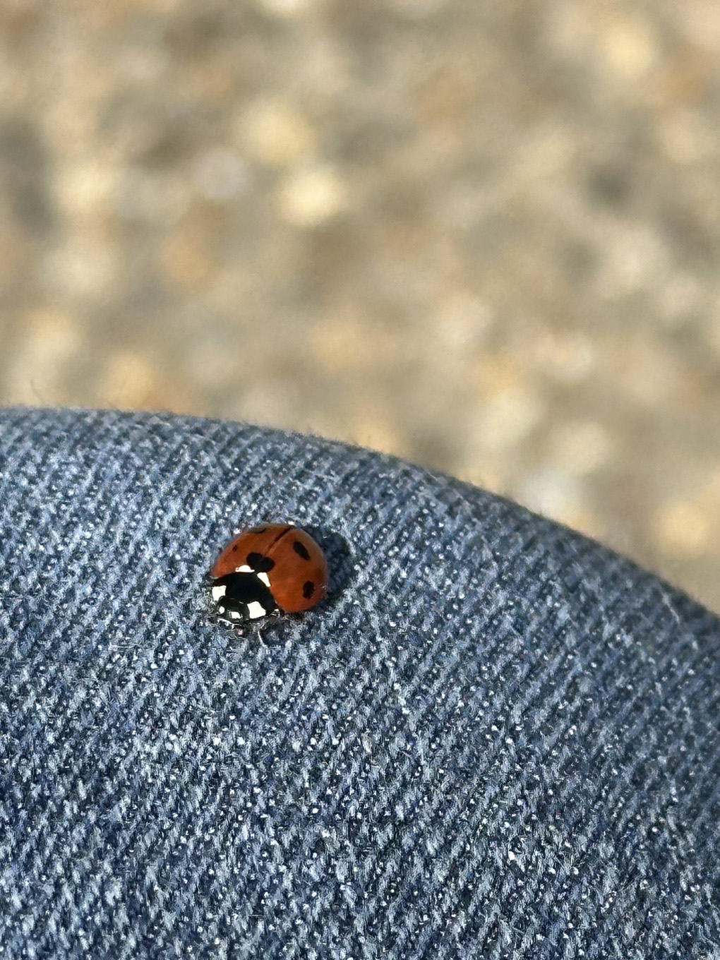 We see a Ladybird messenger