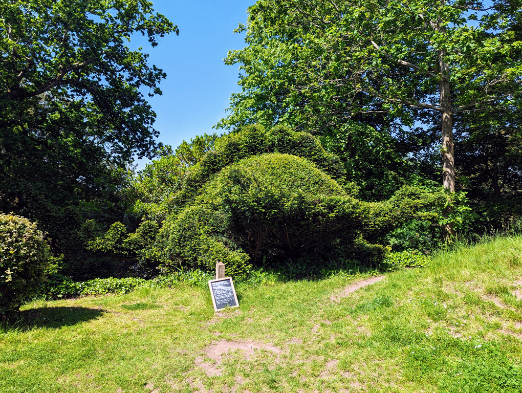 Hedging cut into the shape of a dragon.