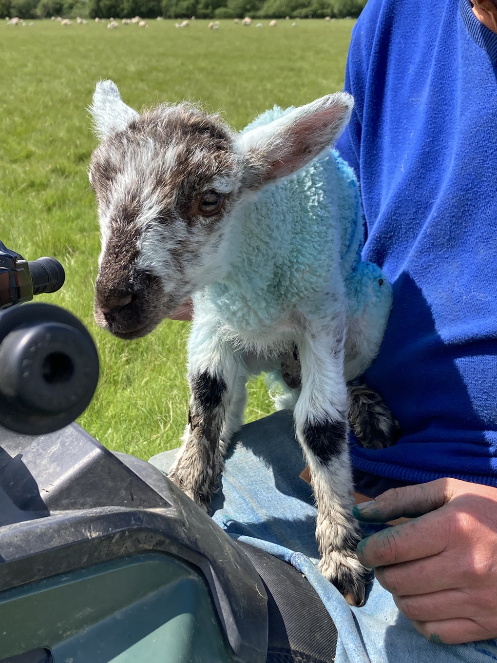 Rescued lamb