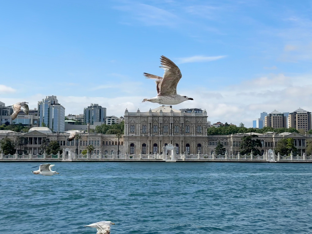 Dolmabahçe Palace in Istanbul seen from the waterside on the Bosphorus. Seagull in foreground just above palace with wings raised. Positioning and distance makes it appear gigantic in relation to palace.