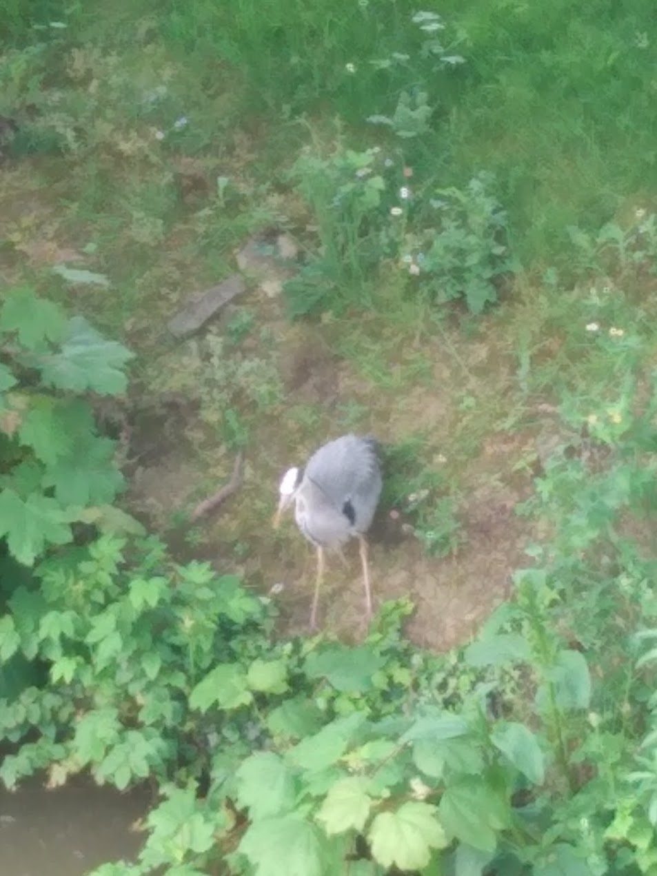 A heron stands on the bank of a canal