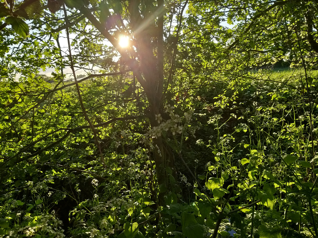 The sun, shining through a lattice of twigs and fresh green leaves.