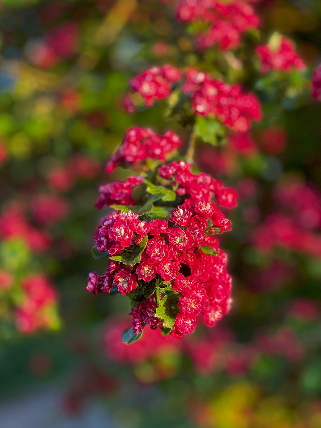 Small, deep pink blossom against verdant green leaves