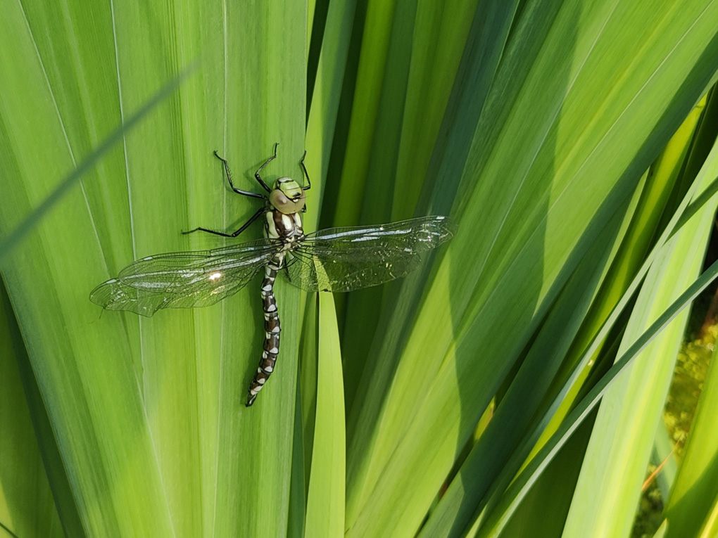 A large dragonfly clings to a thick green reed above a pool. Its cockpit eyes are pale honey coloured, and its body has intricate spots and markings of greens with pairs of pale blue markings all down its abdomen