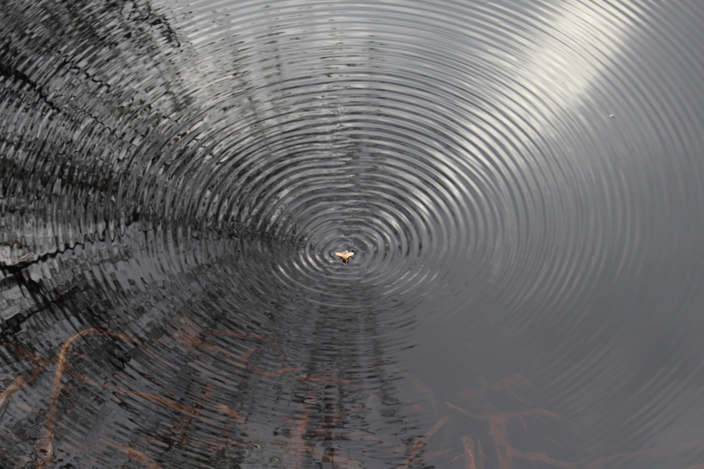 An angle shade moth creates some lovely ripples on a loch as it practices doggy paddle. It eventually reached the shore and climbed out.