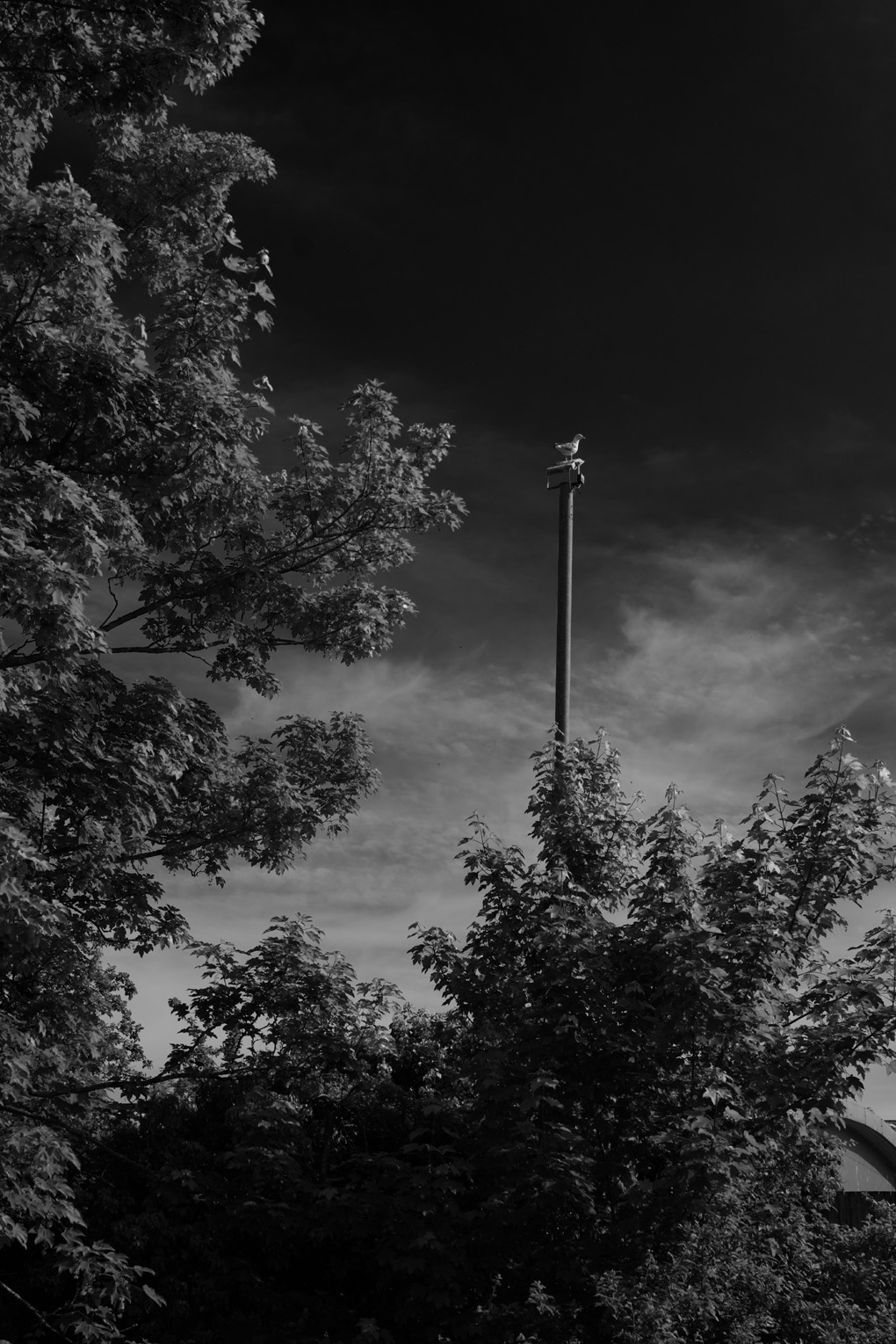 A seagull sitting on top of a telephone pole framed to the left and below by deciduous trees. Photo is monochrome, taken with a yellow filter causing the bright blue sky to render like dark night.