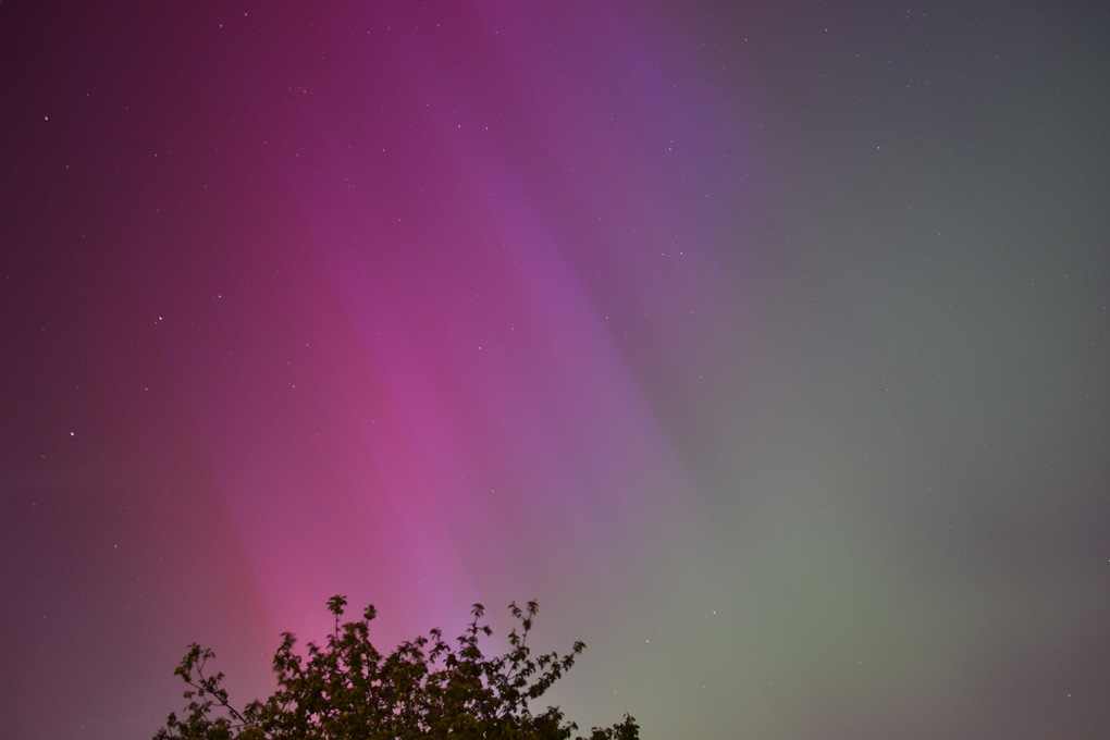 Aurora Borealis, in reds and greens, with tree in foreground.