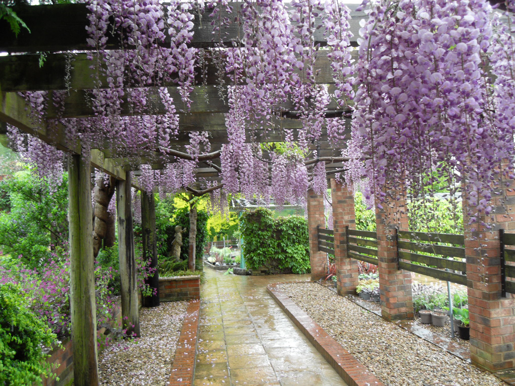 Long pergola covered in traditional purple wisteria