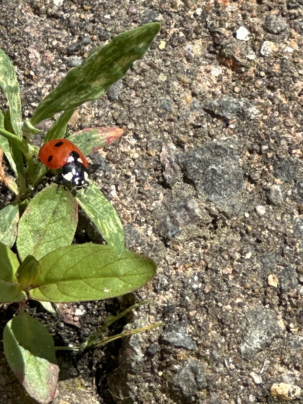 Another Ladybird came to visit