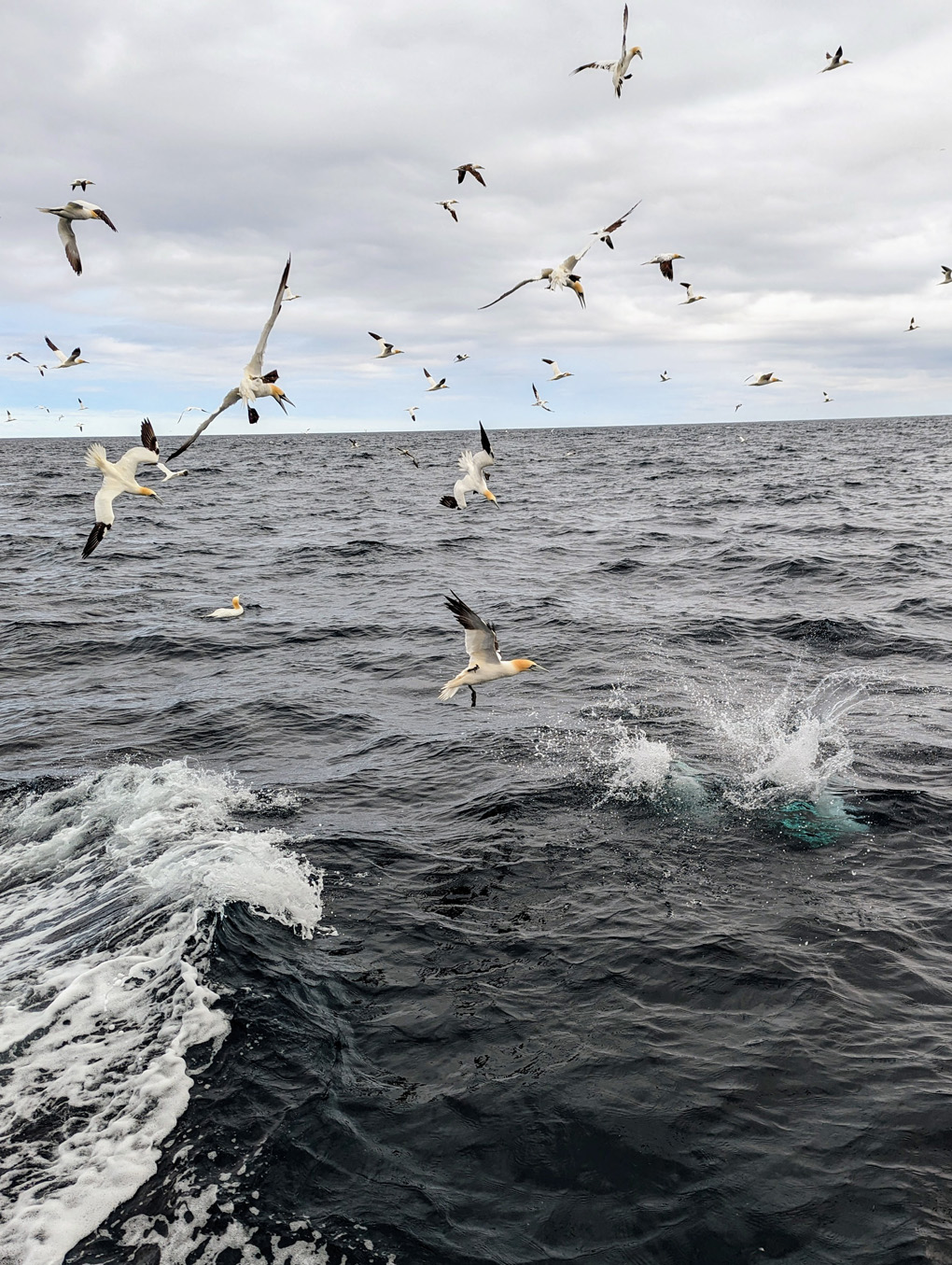 Gannets diving for fish of the coast of Shetland.