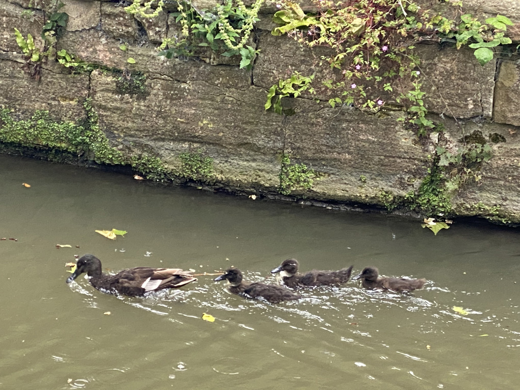 A brown duck swimming in the canal, followed by three ducklings