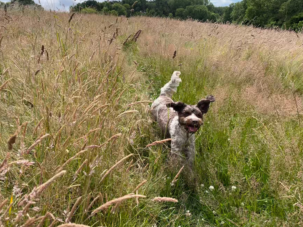 A small brown and white dog running through tall grass