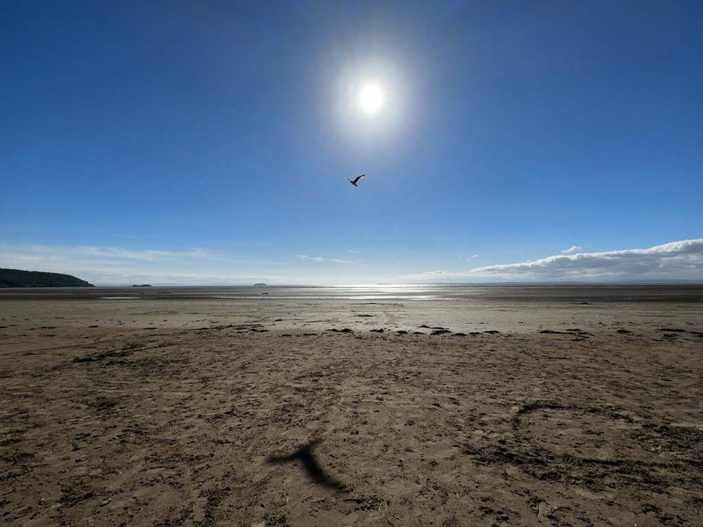 A seabird flies just under the glow of the sun across a clear blue sky, casting an exaggerated shadow on the sand below