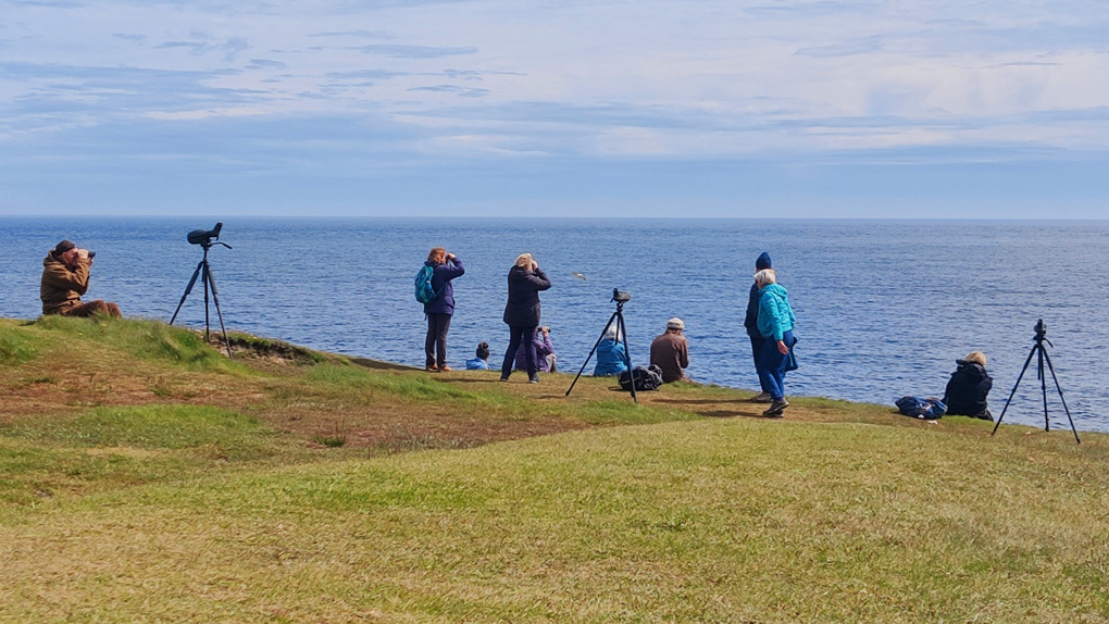 Bird watchers are silhouetted in a line on top of a grassy green cliff top on a bright day. The blue sea shimmers beyond.