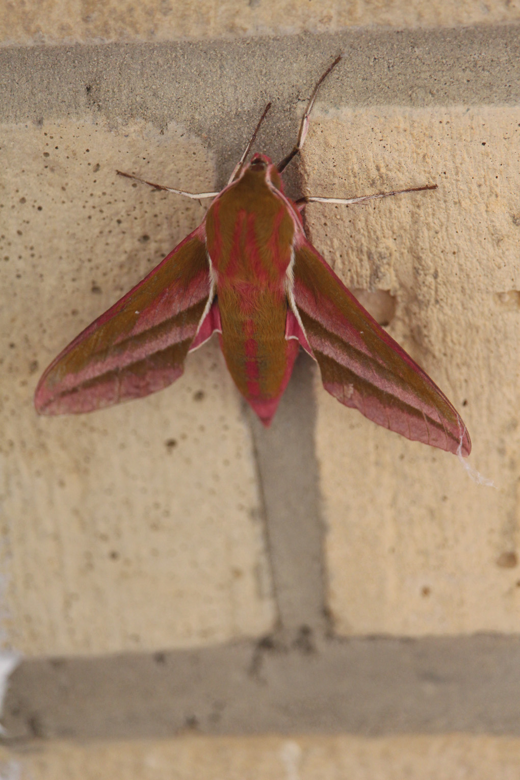 Warm summer nights can lead to interesting visitors, especially if the porch windows are left open. Named after the odd caterpillar characteristics.