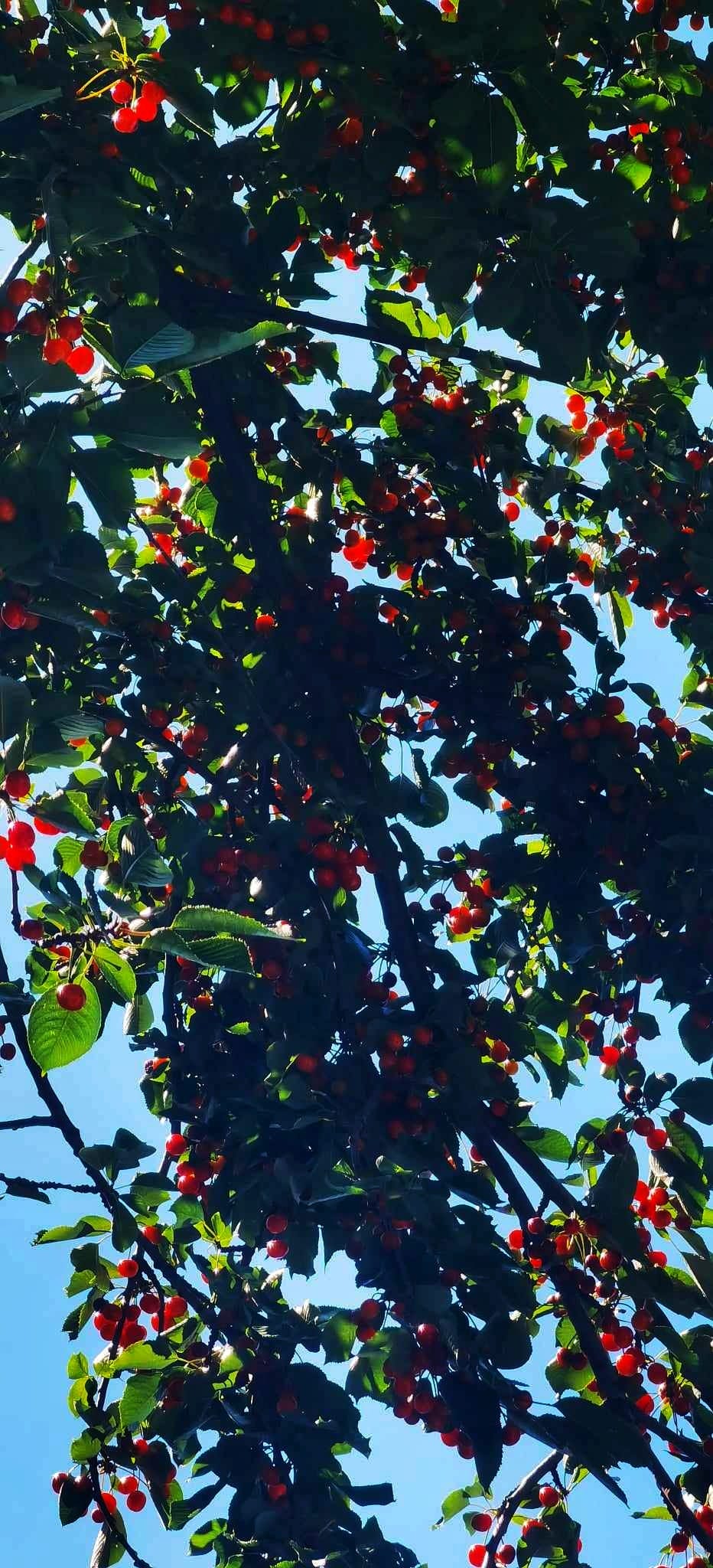 Cherry tree with cherries