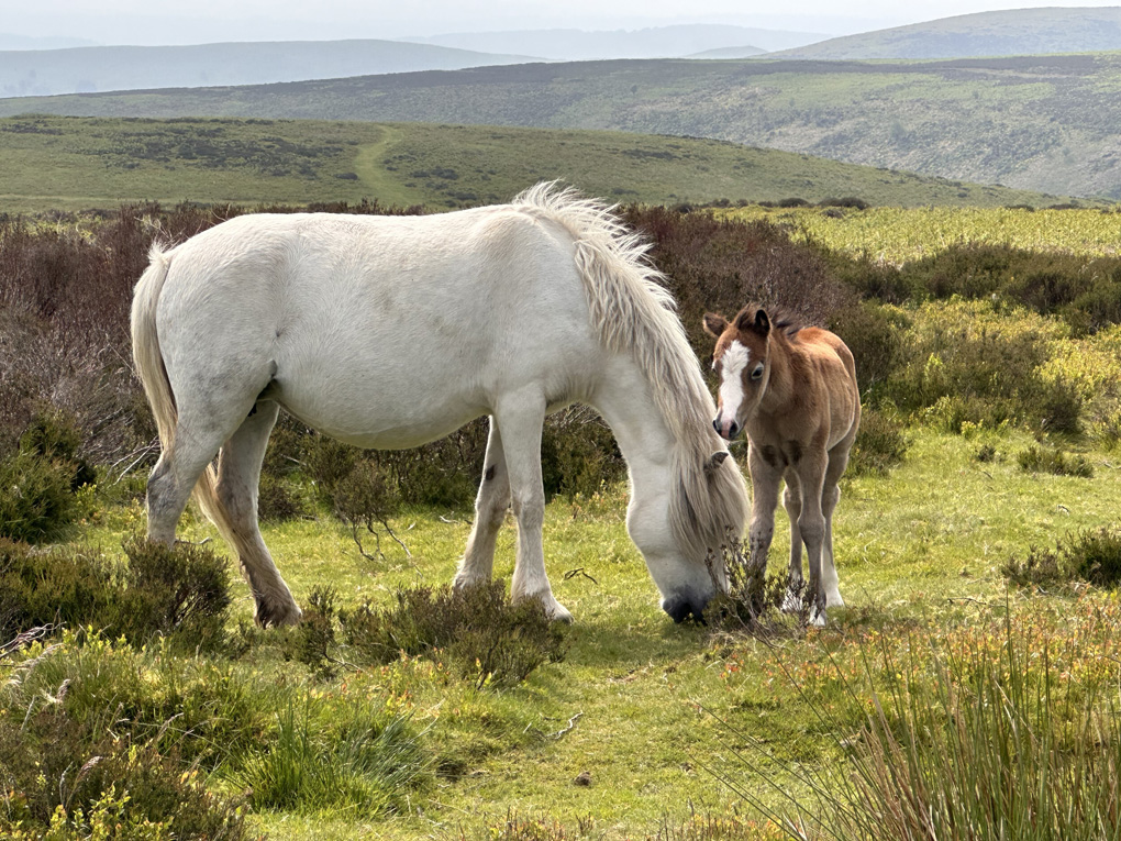 Horse and foal at high point on plateau