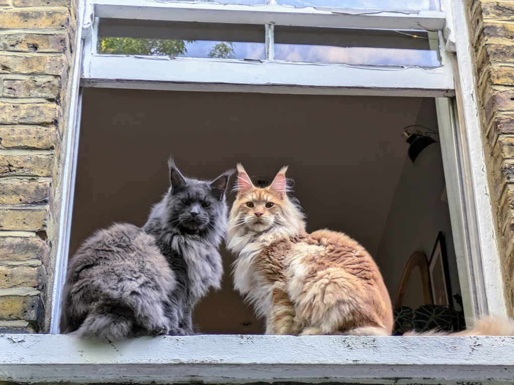 Two maine coone cats in a window ledge looking out.