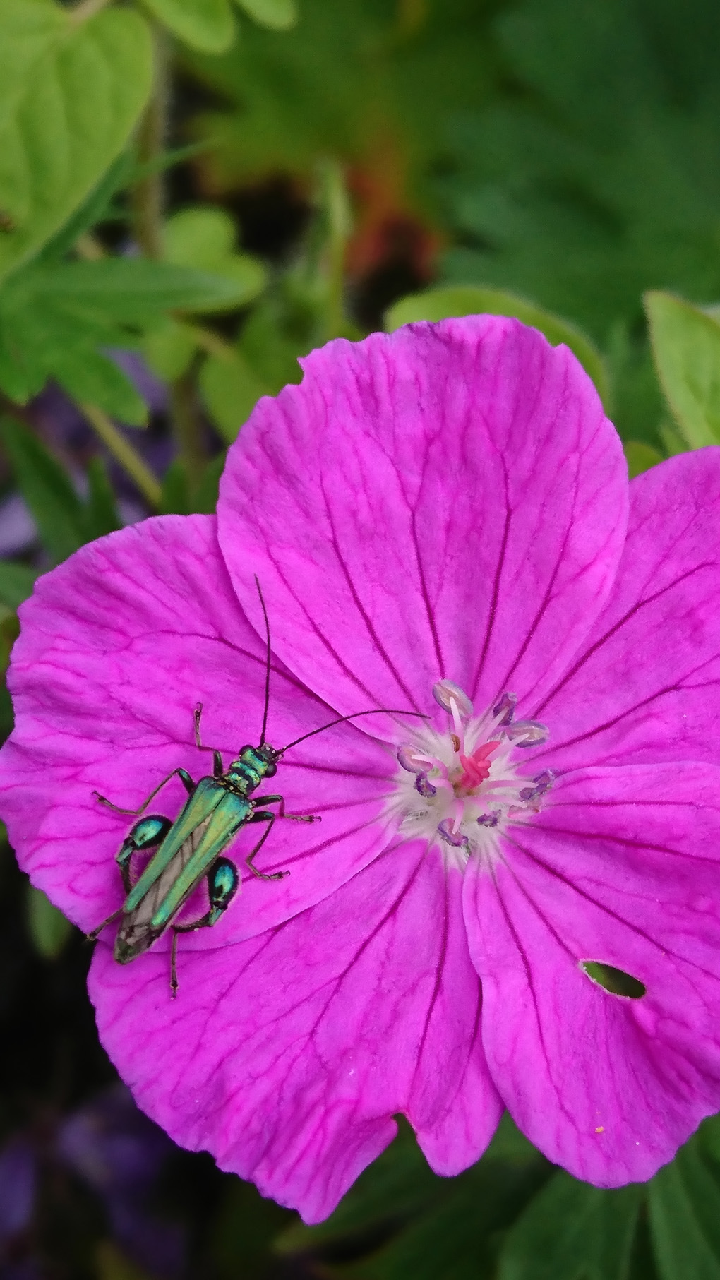 I was gardening when I came across a beautiful thick legged flower beetle. It was like a bright emerald jewel sitting on the gentian flowers. To my delight I also saw a second one on the Aubretia flowers but this one was llike a lime green jewel shining in the sun. Great photos for my entomology collection! A real blessing!