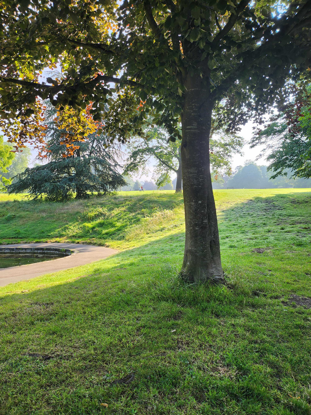 A tree stands in the front and centre. Behind is A gentle green slope up to the rest of the park. In the distance two figures play bathed in a misty early morning sun light.