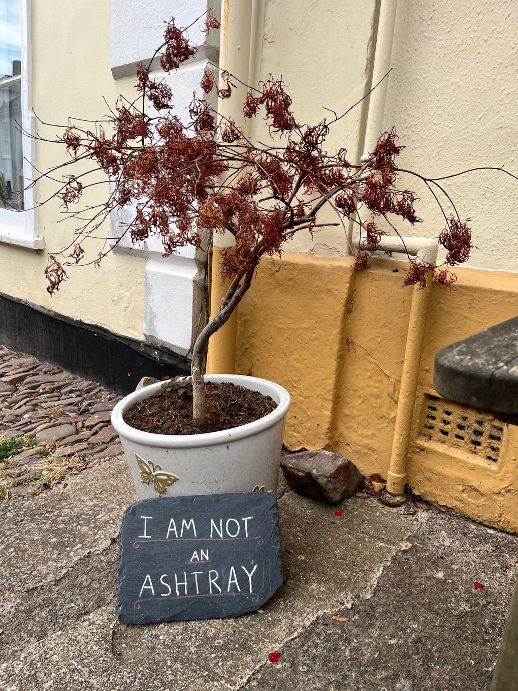 A sign that reads ‘I am not an ashtray’ is propped up against a sad looking tree in a ceramic pot