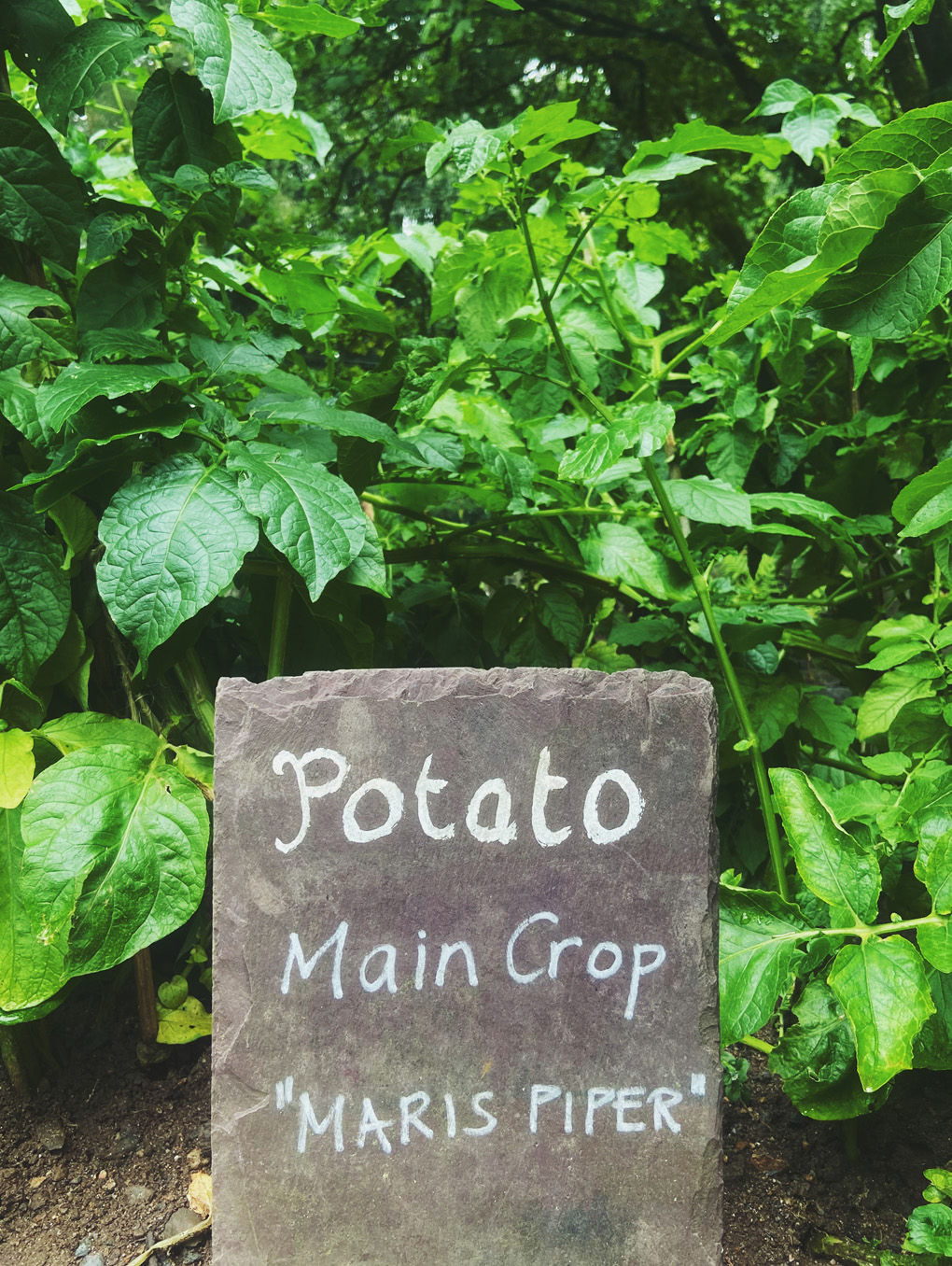 Slate sign with chalk labelling a bed of Maris Piper potatoes with very large, green leaves above ground.