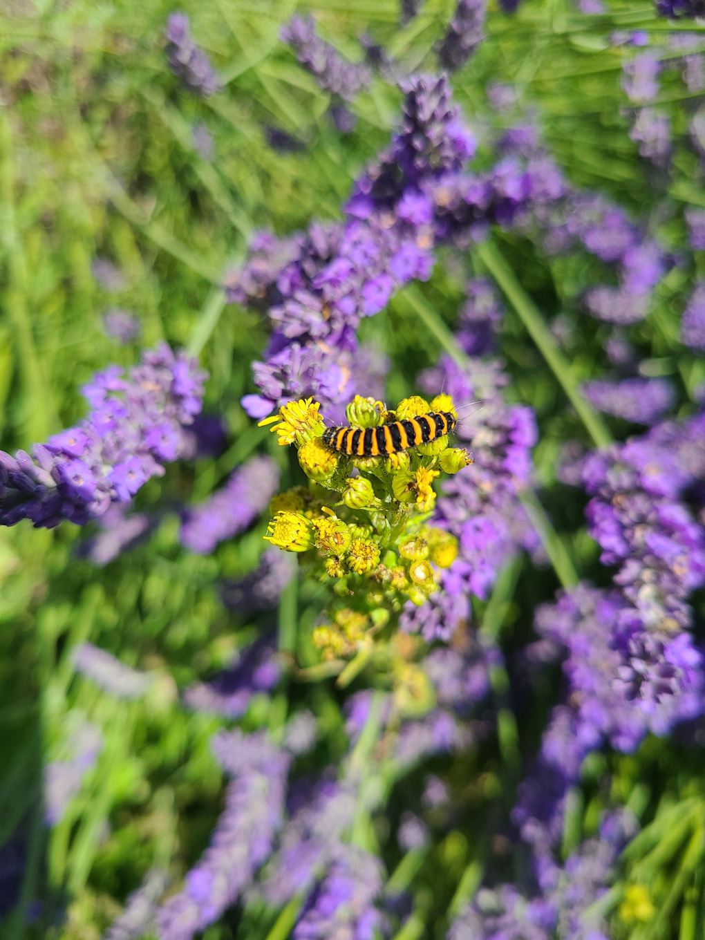 One gorgeous orange and black cinnabar moth caterpillar, on some bright yellow ragwort, growing between a huge purple lavender plants.