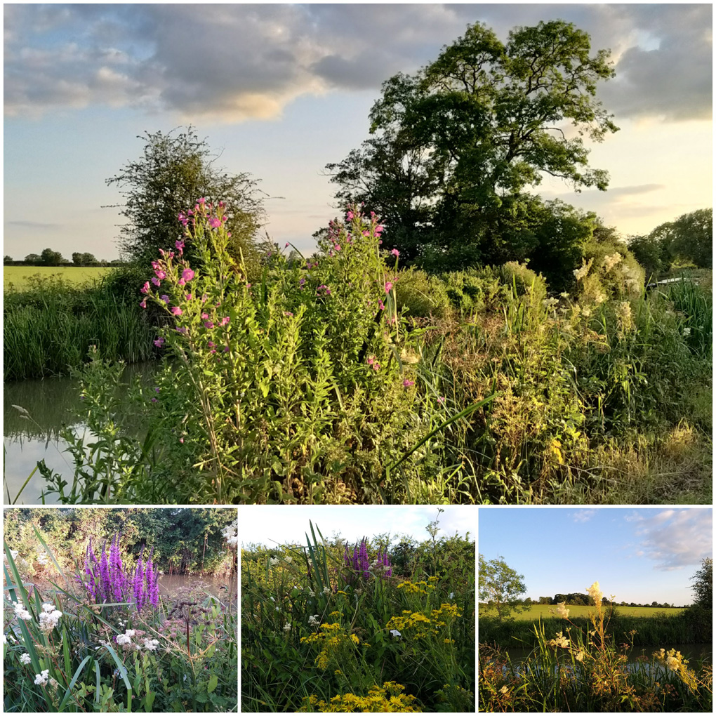 Wildflowers lit up by the afternoon sun