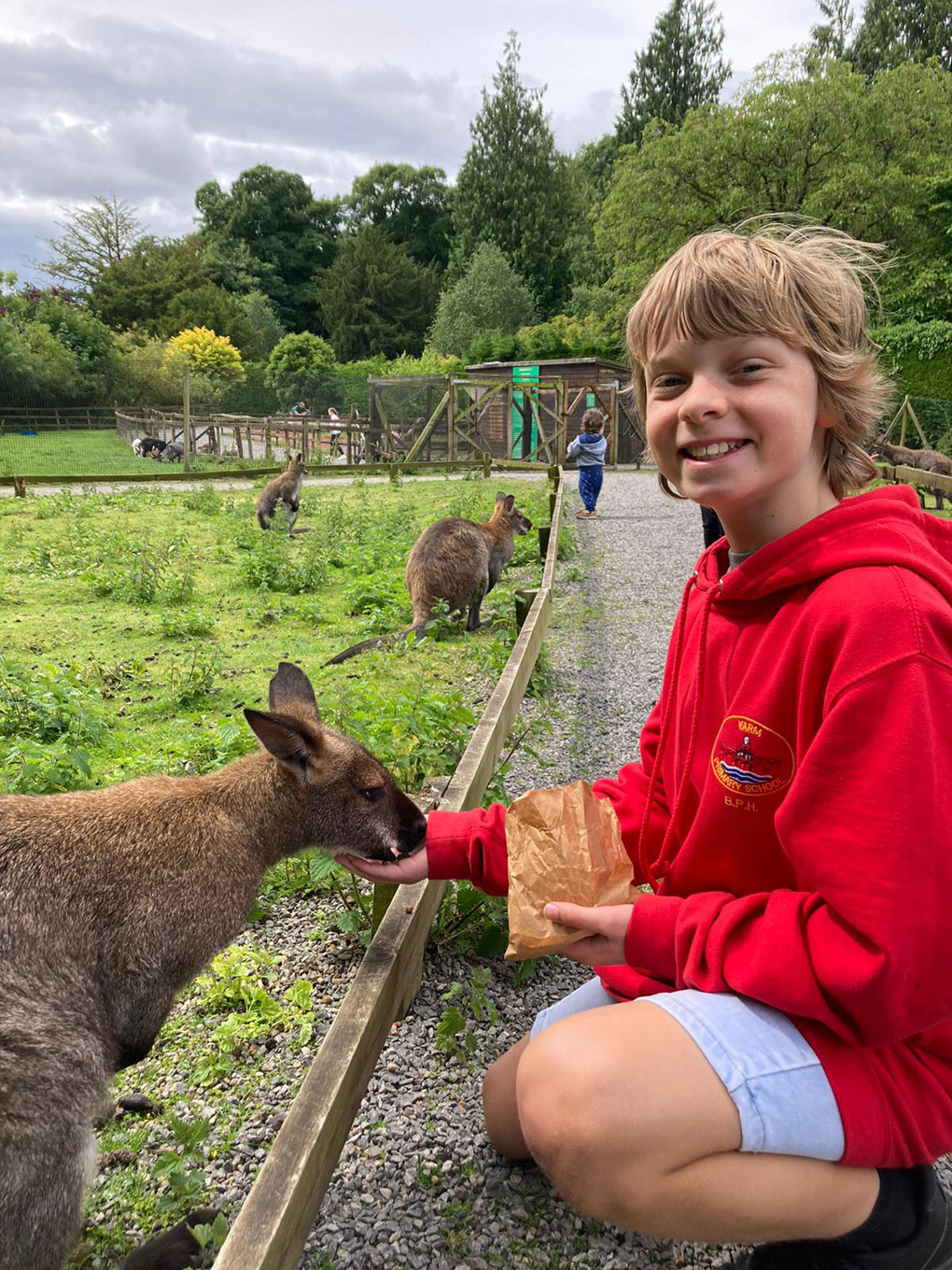 Child feeding a wallaby