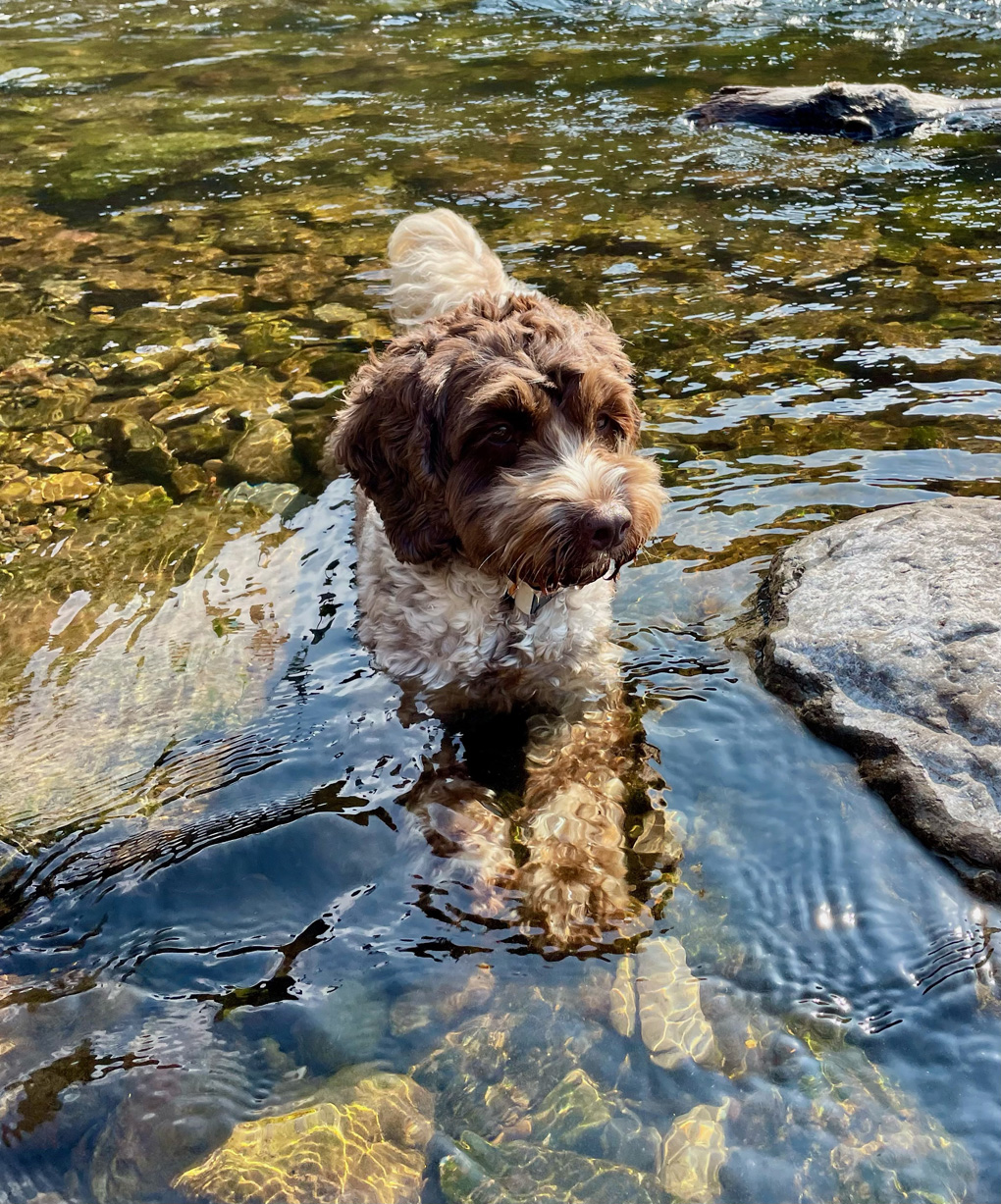 A brown and white Sproodle resting in a clear river with pebbles visible