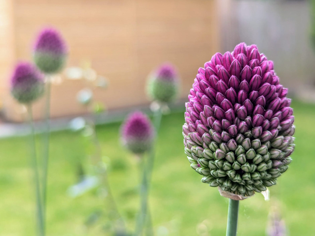 Purple fading to green allium heads