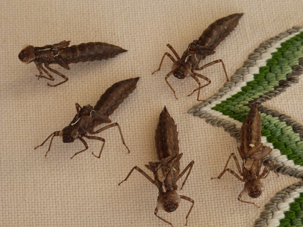 The collection of dragonfly nymph cases on the grandchildren's nature table has now grown to 16.