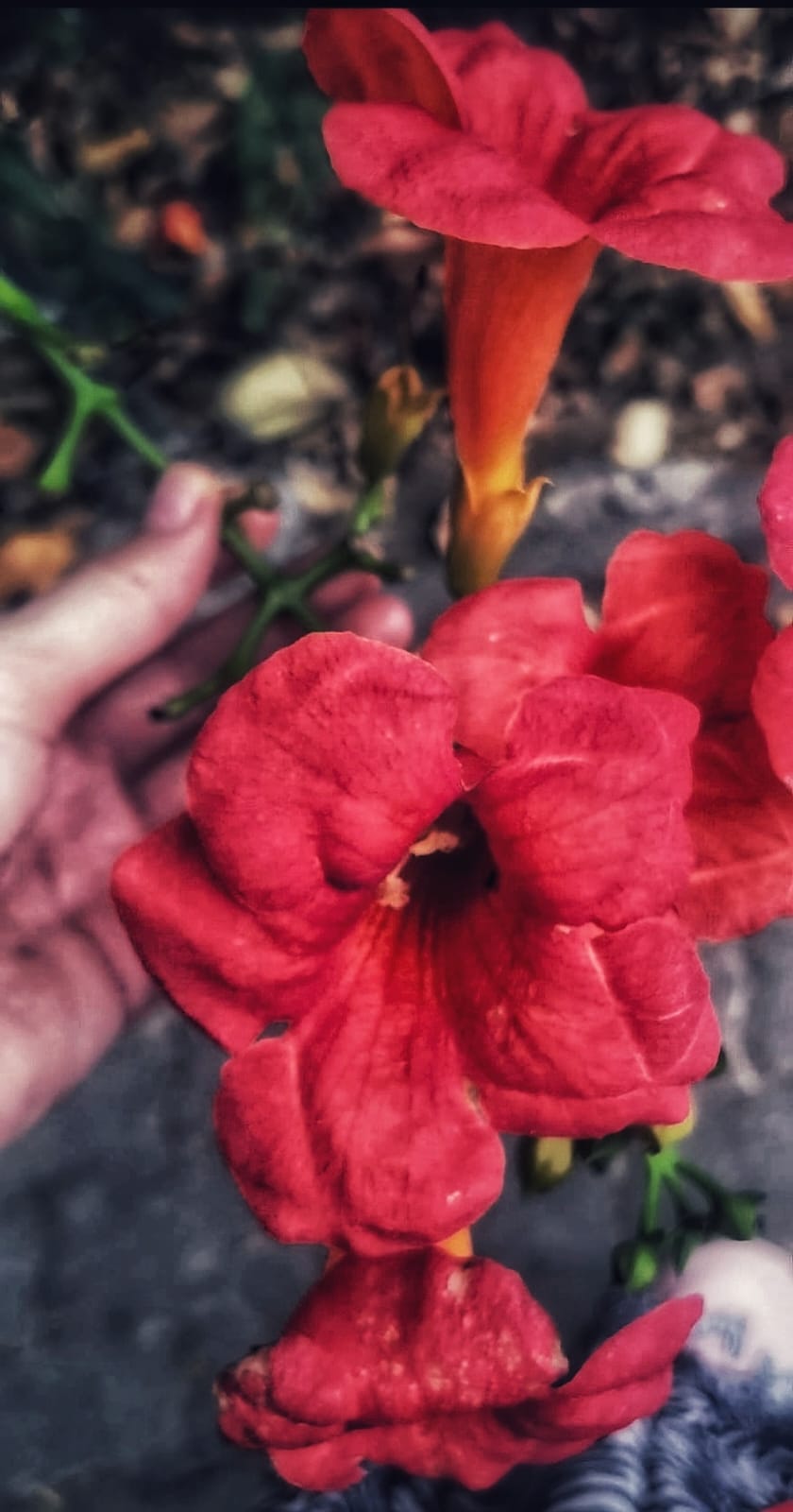 Flower in bloom in Summer