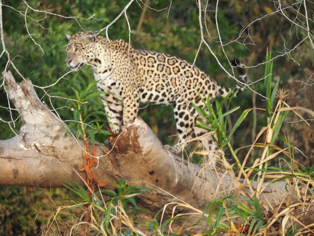 Jaguar standing on tree branch in Brazilian Pantanal