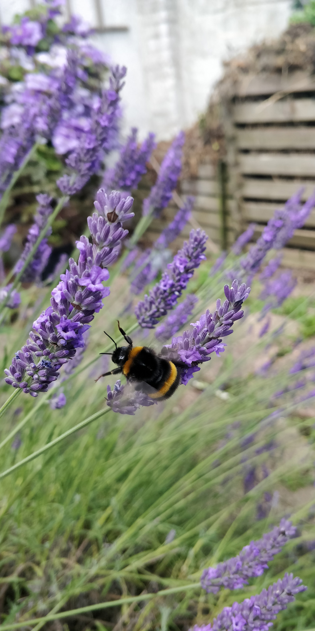 Large bumblebee on lavender flower